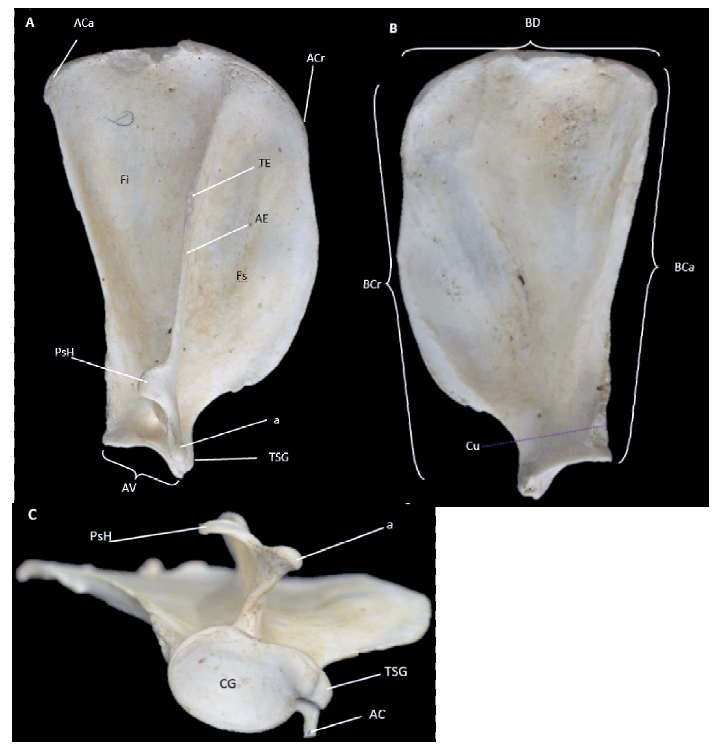 Descripción osteológica del esqueleto apendicular del jaguar (Panthera onca) 2 1609 9117 rivep 36 02 e30624 gf1