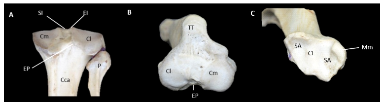 Descripción osteológica del esqueleto apendicular del jaguar (Panthera onca) 11 1609 9117 rivep 36 02 e30624 gf10