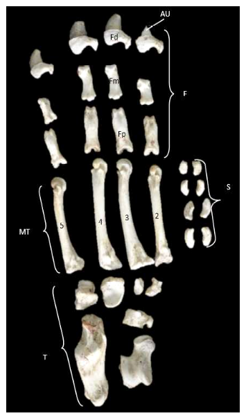 Descripción osteológica del esqueleto apendicular del jaguar (Panthera onca) 12 1609 9117 rivep 36 02 e30624 gf11