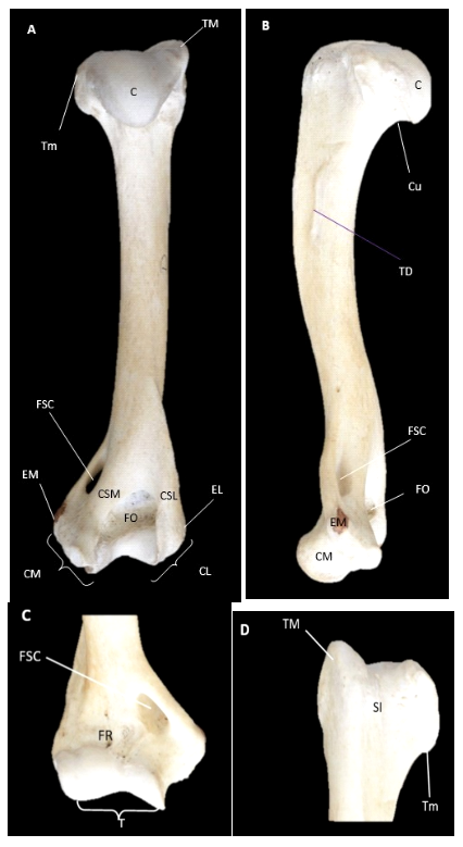 Descripción osteológica del esqueleto apendicular del jaguar (Panthera onca) 3 1609 9117 rivep 36 02 e30624 gf2