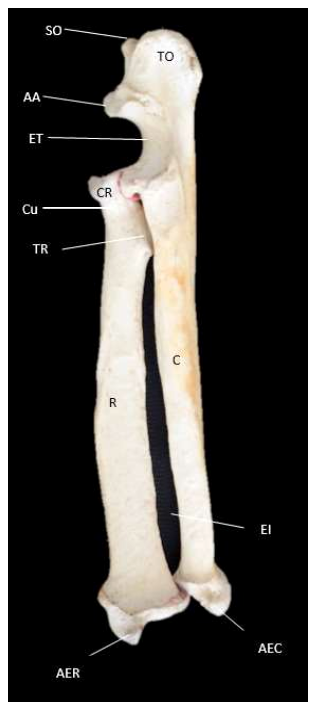 Descripción osteológica del esqueleto apendicular del jaguar (Panthera onca) 4 1609 9117 rivep 36 02 e30624 gf3