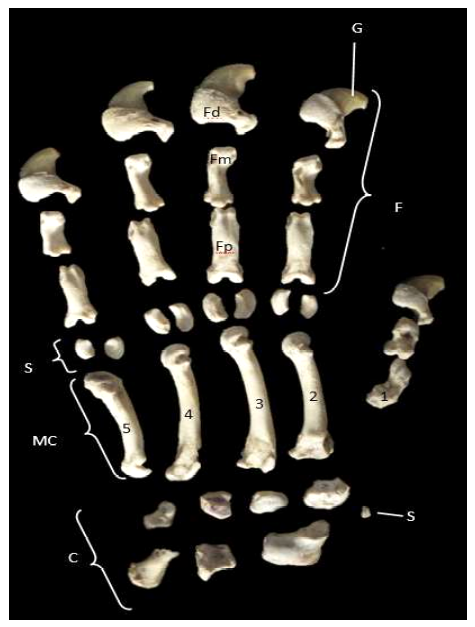 Descripción osteológica del esqueleto apendicular del jaguar (Panthera onca) 5 1609 9117 rivep 36 02 e30624 gf4