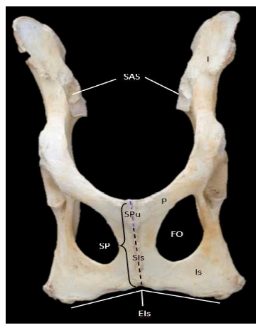 Descripción osteológica del esqueleto apendicular del jaguar (Panthera onca) 6 1609 9117 rivep 36 02 e30624 gf5