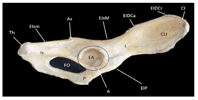 Descripción osteológica del esqueleto apendicular del jaguar (Panthera onca) 7 1609 9117 rivep 36 02 e30624 gf6