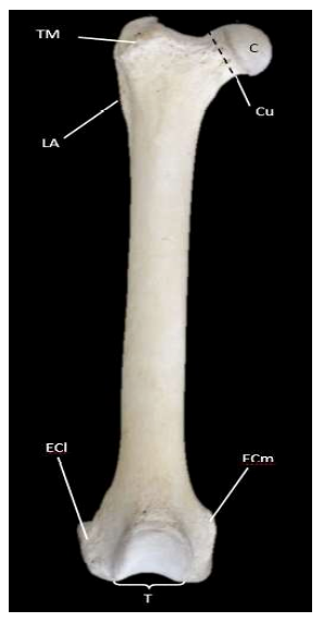 Descripción osteológica del esqueleto apendicular del jaguar (Panthera onca) 8 1609 9117 rivep 36 02 e30624 gf7