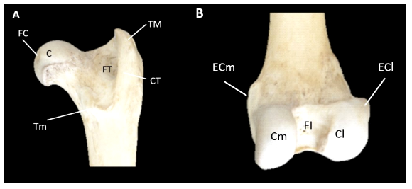 Descripción osteológica del esqueleto apendicular del jaguar (Panthera onca) 9 1609 9117 rivep 36 02 e30624 gf8