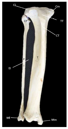 Descripción osteológica del esqueleto apendicular del jaguar (Panthera onca) 10 1609 9117 rivep 36 02 e30624 gf9