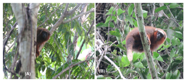 1609 9117 rivep 36 02 e30633 gf3